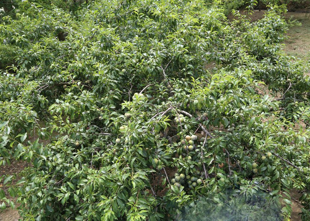 شقة Sa House Bac Ha المظهر الخارجي الصورة