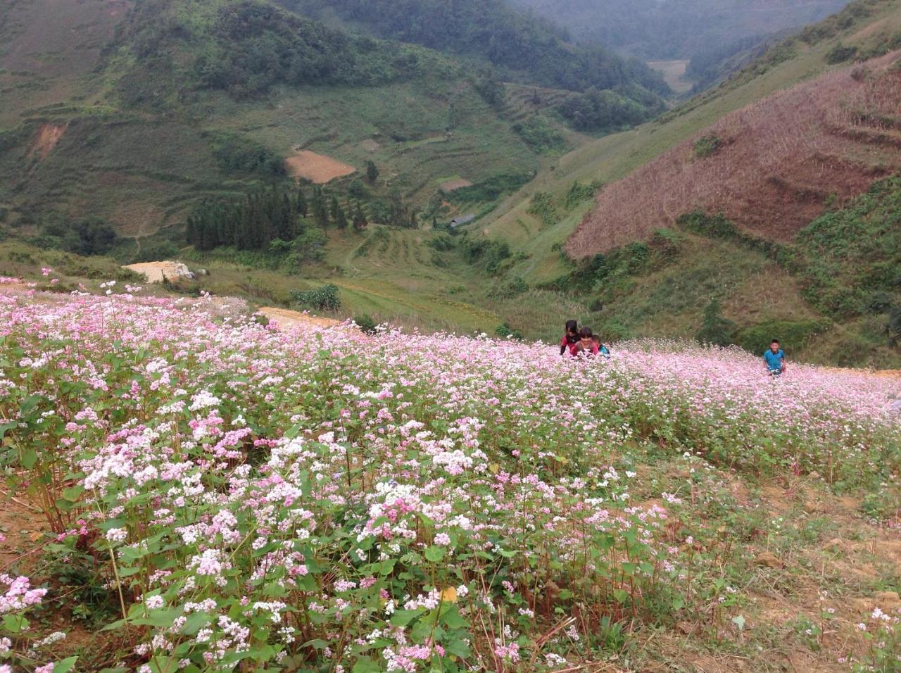 شقة Sa House Bac Ha المظهر الخارجي الصورة