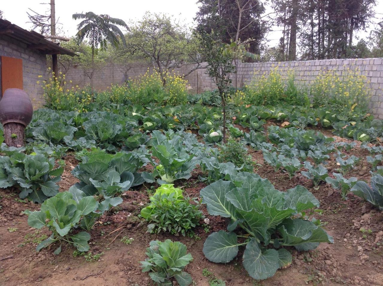 شقة Sa House Bac Ha المظهر الخارجي الصورة